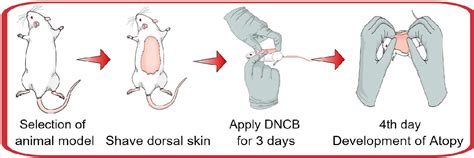 Figure 1 From Mouse Model Of Dncb Induced Atopic Dermatitis Semantic