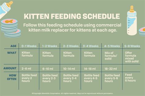 Kitten Feeding Schedule From Newborn To One Year Daily Paws