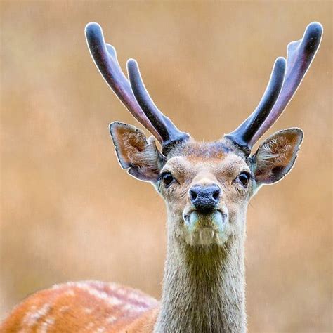 Sika Stag In Velvet Stag Animals Of The World Velvet