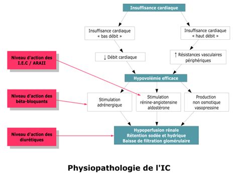 Linsuffisance Cardiaque Physiopathologie De Lic