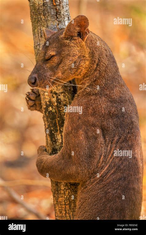 A Portrait Of A Male Fossa Rubbing Its Scent On A Tree Kirindy