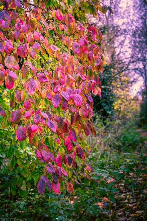 Nature Scenes In Late Fall Purple Colors Stock Image Image Of
