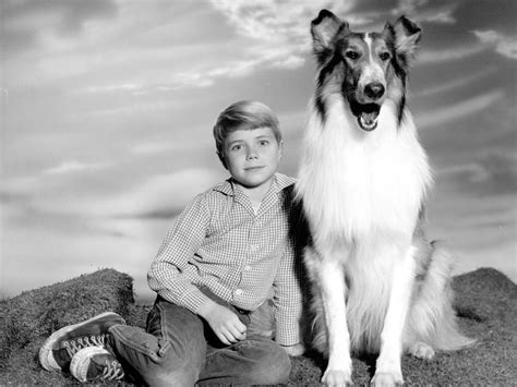 Lucy Lassie The Beav What Were The Best 50s Tv Shows