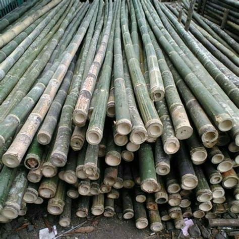 Jual Bambu Steger Diameter 8 9 10cm Panjang 6 Meter Shopee Indonesia