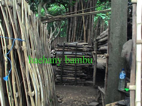 haehany jualan jual bambu malang