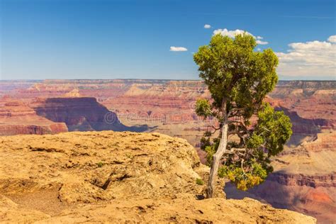 Trees On The Edge Of The Grand Canyon Arizona Usa Stock Photo Image