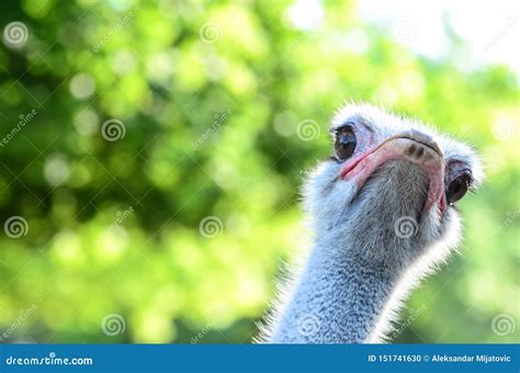Funny Ostrich Portrait Stock Photo Image Of Animal 151741630