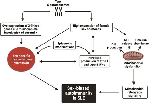 Sex Bias In Systemic Lupus Erythematosus A Molecular Insigh Immunometabolism