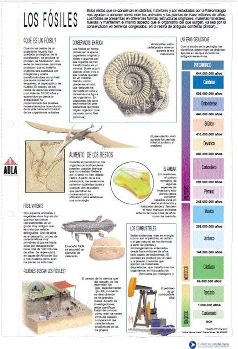 Infograf A Fosiles Ministerio De Educacion Paleontolog A