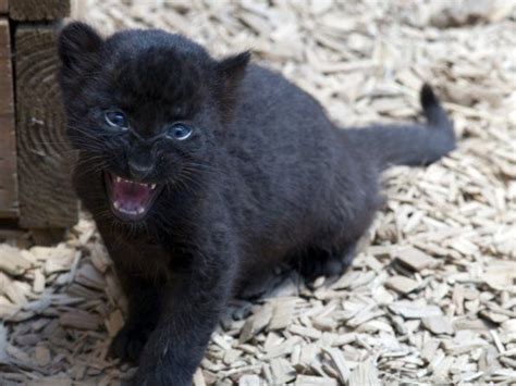 Baby Cute Fluffy Baby Black Panther Animal