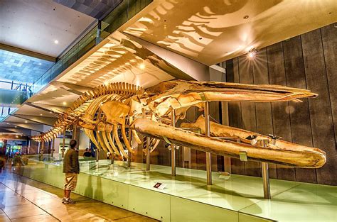 10 Best Natural History Museums Around The Globe Worldatlas