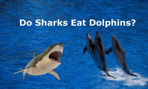 Do Sharks Eat Dolphins Diving Into Oceanic Food Chains Animal Hype