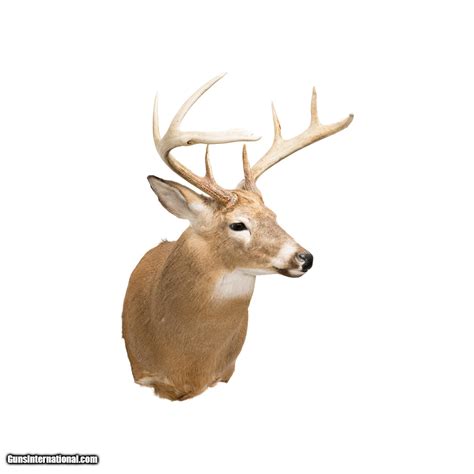 Whitetail Deer Shoulder Mount For Sale