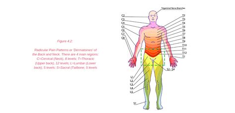 Often groin strain occurs in the area of inguinal ligament. Diagram Of Male Groin Area / Medivisuals The Anatomy Of The Inguinal Area Medical Illustration ...