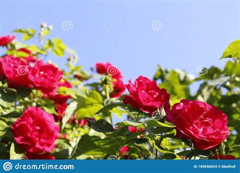 Beautiful Red Roses Grow In The Garden Weaving Roses Stock Photo