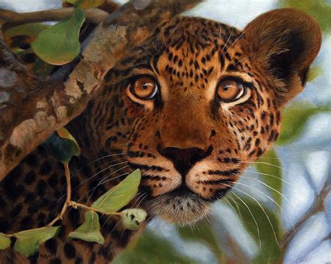Leopard Painting Print Wildlife Art By Jason Morgan Leopard