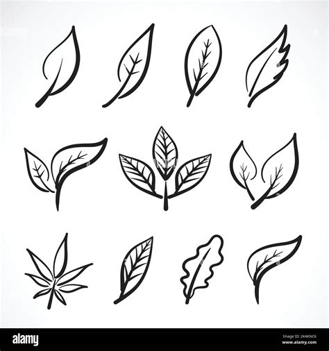 Vector Of Hand Drawn Leaves Isolated On White Background Group Leaves