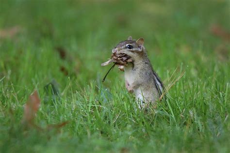 Chipmunk Collecting Leaves Photograph By Sue Feldberg