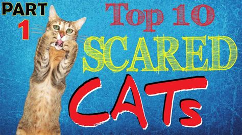 Best Scared Cats Compilation Part 1 ⚠ Top 10 Funniest Scared Jumping