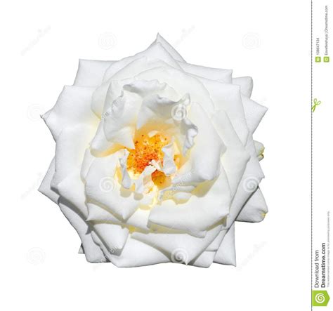 Tender White Rose Isolated On White Background White Rose Head Close
