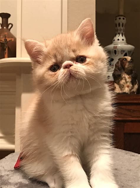 She is cfa registered updated on vaccines felv negative. Exotic Shorthair Cats For Sale | Fort Worth, TX #282691