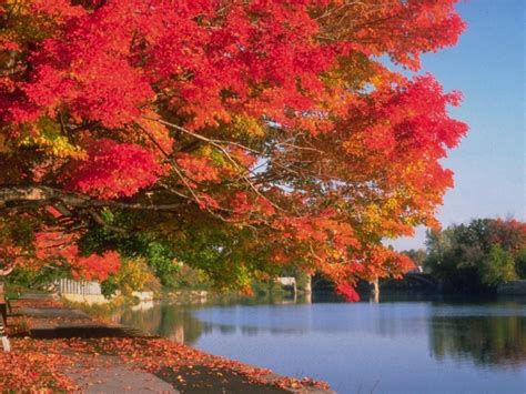 Fall Pictures Bing Images Autumn Landscape Fall Background