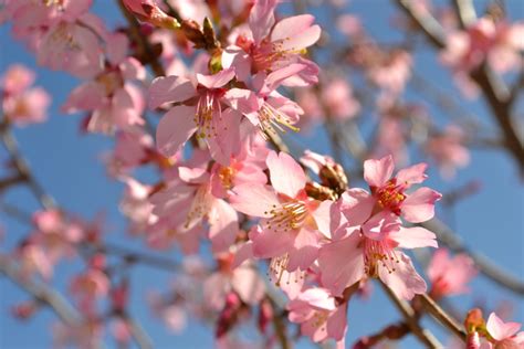 Trees That Bloom Pink In Spring Gardening Tips Flower Wiki