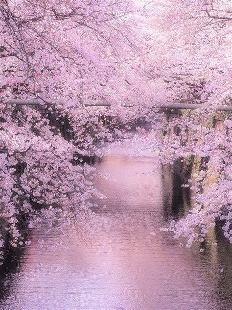 Cherry Blossom Beautiful Trees Wallpaper Wallpaper Download