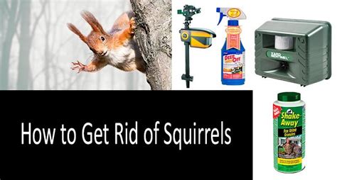 How To Get Rid Of Squirrels Most Effective Ways Updated 2021 Guide