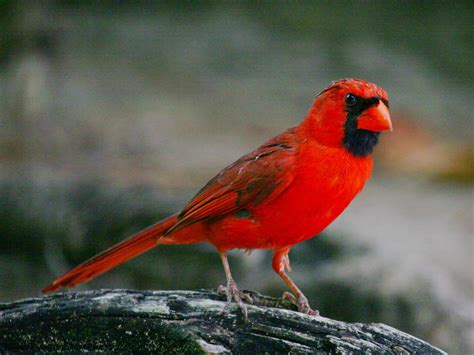 Birds Of The World Cardinals
