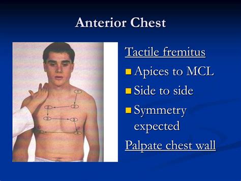 Ppt Assessment Of Thorax And Lungs Powerpoint Presentation Free