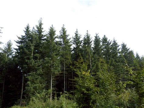 Wo kommt die douglasie her? Douglasie, Douglasfichte - natur-erleben-online