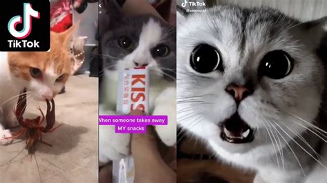 Tik Tok Kucing Lucu Maen Tiktok Terbaru 2020 Hanya 3 Menit Youtube