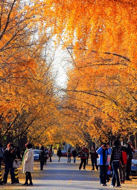 Late Fall In Beijing My Journey To Beijing Love The Golden Color In