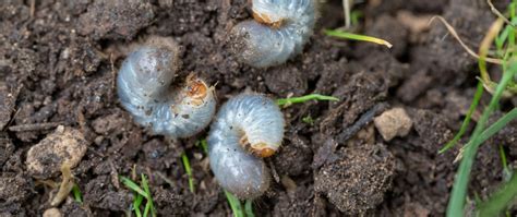 When Is The Best Time To Apply Preventative Grub Control In Indiana