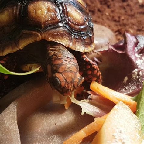 What To Feed Your Tortoise To Keep Them Healthy Tortoise Food