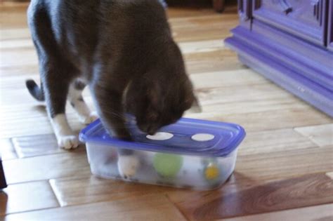 11 Fun Ways To Keep Your Cat Entertained