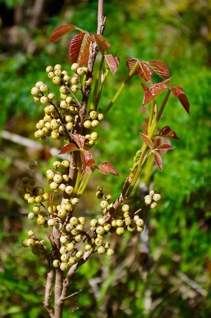 Filepoison Ivy Lower Imnaha River Hiking In Portland Oregon