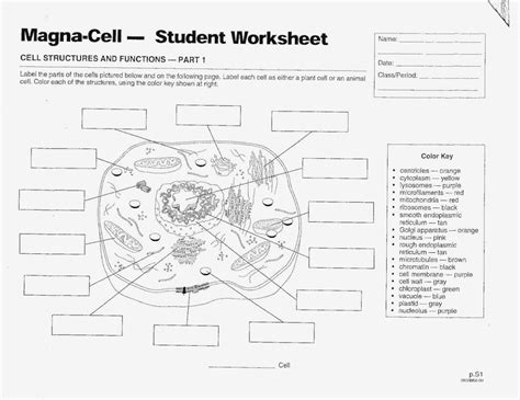 Find more science worksheets including plant cell worksheets here. Animal And Plant Cell Labeling Worksheet | db-excel.com