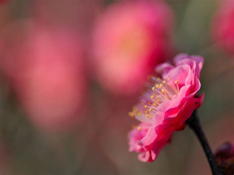 Wallpaper Pollen Blossom Pink Spring Flower Ume Flora Dof Bud Petal Computer