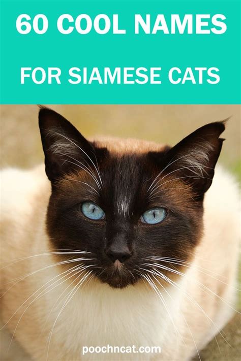 60 Cool Names For Siamese Cats Cat Lifestyle Siamese Cats Kitten Names Cute Cat Names