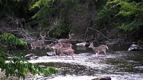 Whitetails Of Deer Creek Youtube