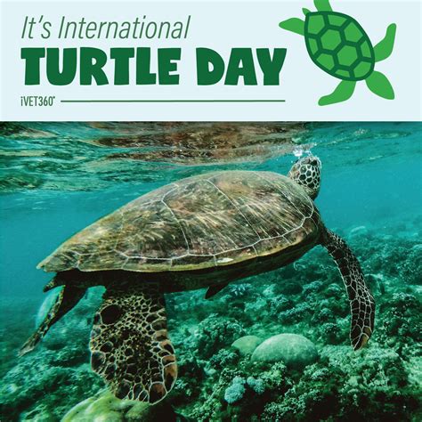 International Turtle Day May 23 Ivet360 Social Calendar