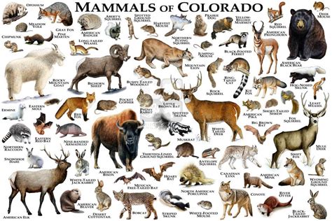 Mammals Of Colorado Print Colorado Mammals Field Guide Animals Of