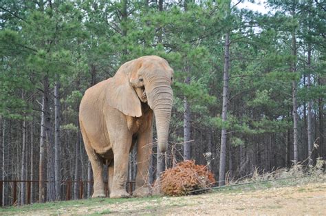 artie the elephant sanctuary in tennessee
