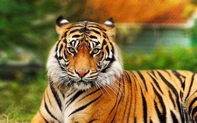 Animales de poder animales asombrosos animales exóticos animales majestuosos animales hermosos animales chistosos animales adorables tigres tete de tigre. Número de tigres no mundo aumenta pela primeira vez em cem ...