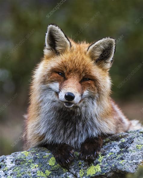 Red Fox Sitting On A Rock Stock Image C0545921 Science Photo Library