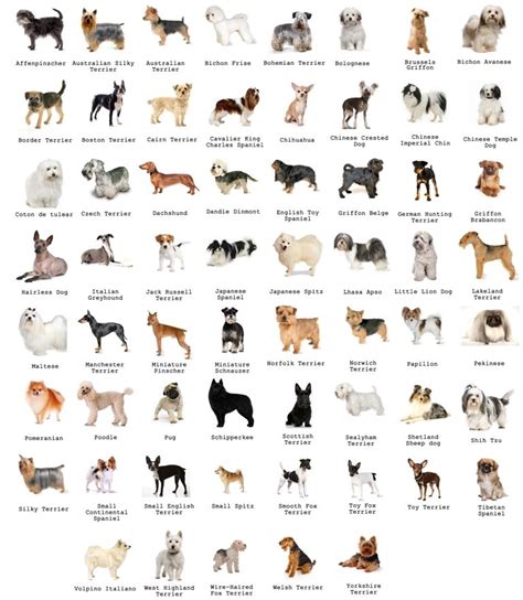 All Dog Breeds In Alphabetical Order With Pictures Dog Breed Names