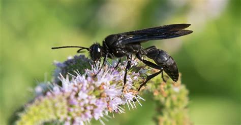 Black Wasp Insect Facts Sphex Pensylvanicus Az Animals