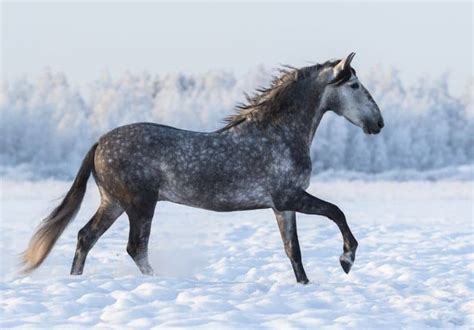 Dapple Grey Horses Facts Breeds Origins And Colors